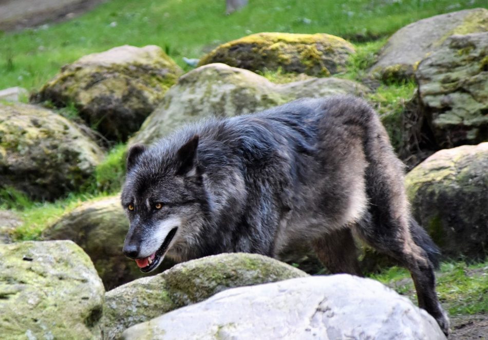 gray wolf near rocks