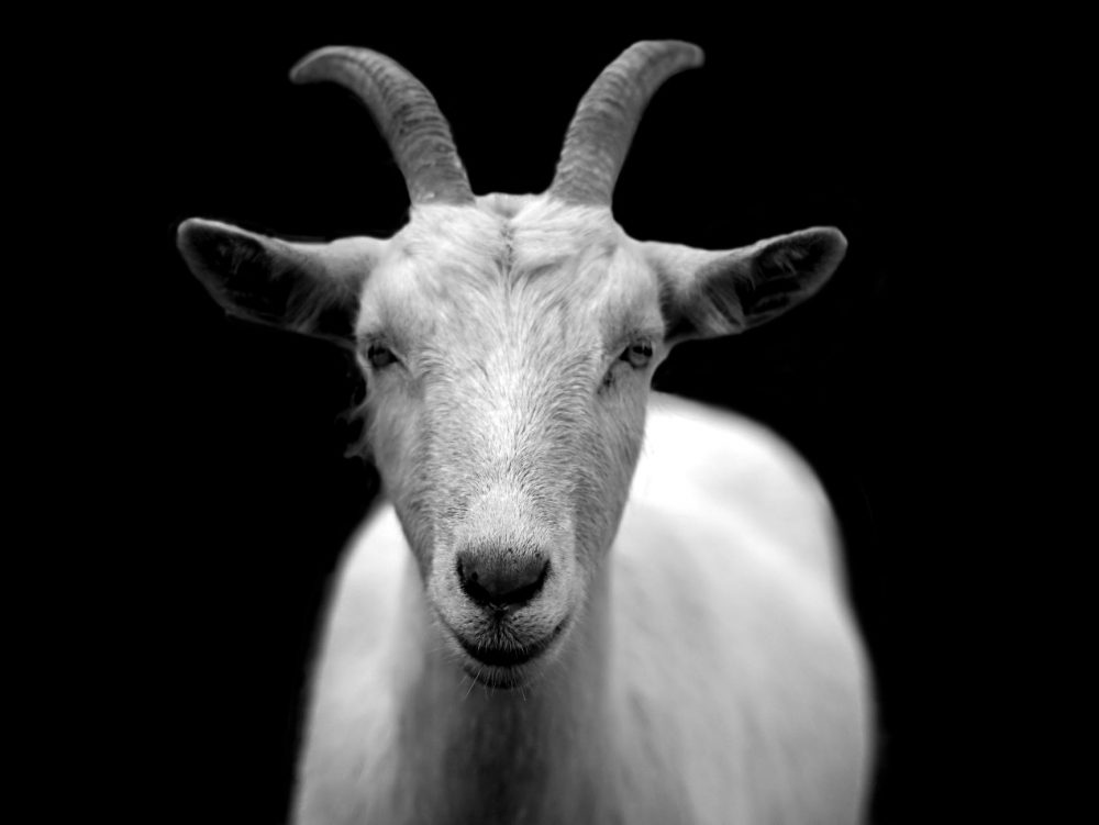 animal black and white royalty free goat